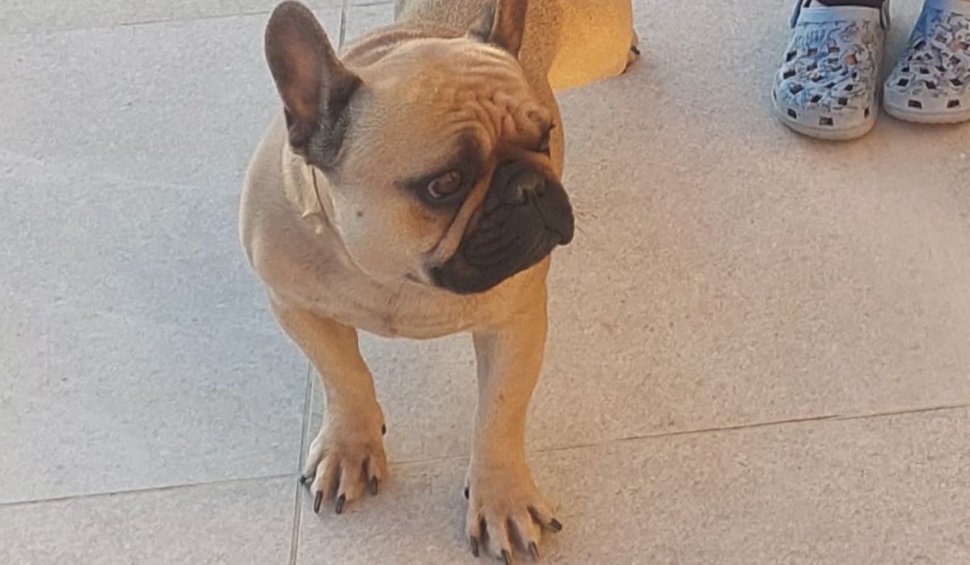Norbi, un bulldog francez, s-a rătăcit într-un cartier din București: ”Dacă l-ați văzut, ajutați-l, vă rog, să se întoarcă acasă”