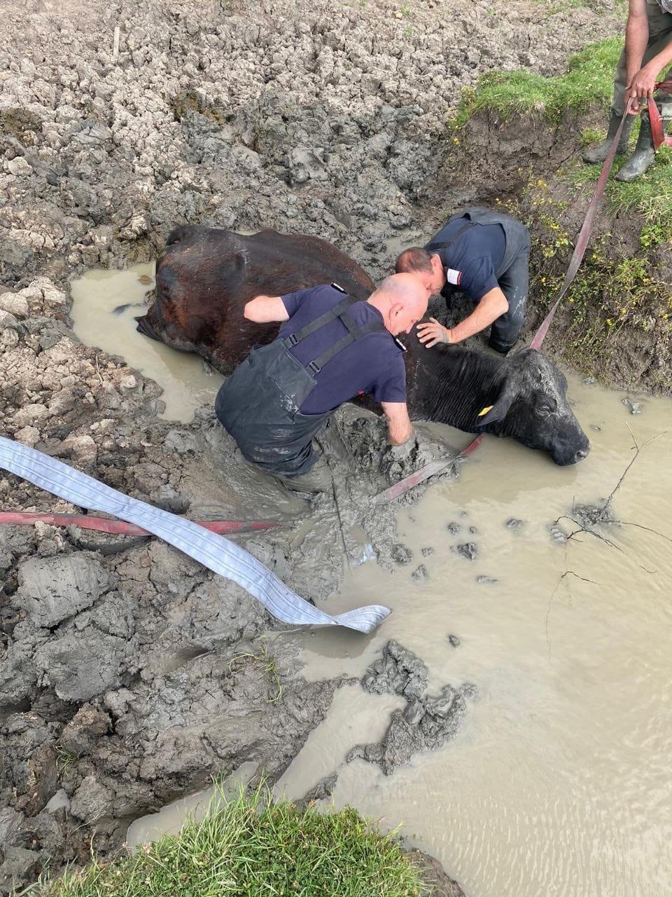 Intervenţie dificilă a pompierilor din Timiş. Au fost chemaţi să salveze o vacă blocată în noroi 902244