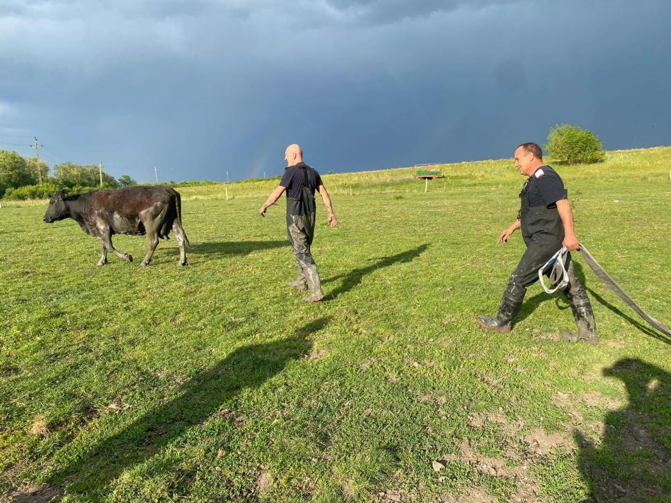 Intervenţie dificilă a pompierilor din Timiş. Au fost chemaţi să salveze o vacă blocată în noroi 902246