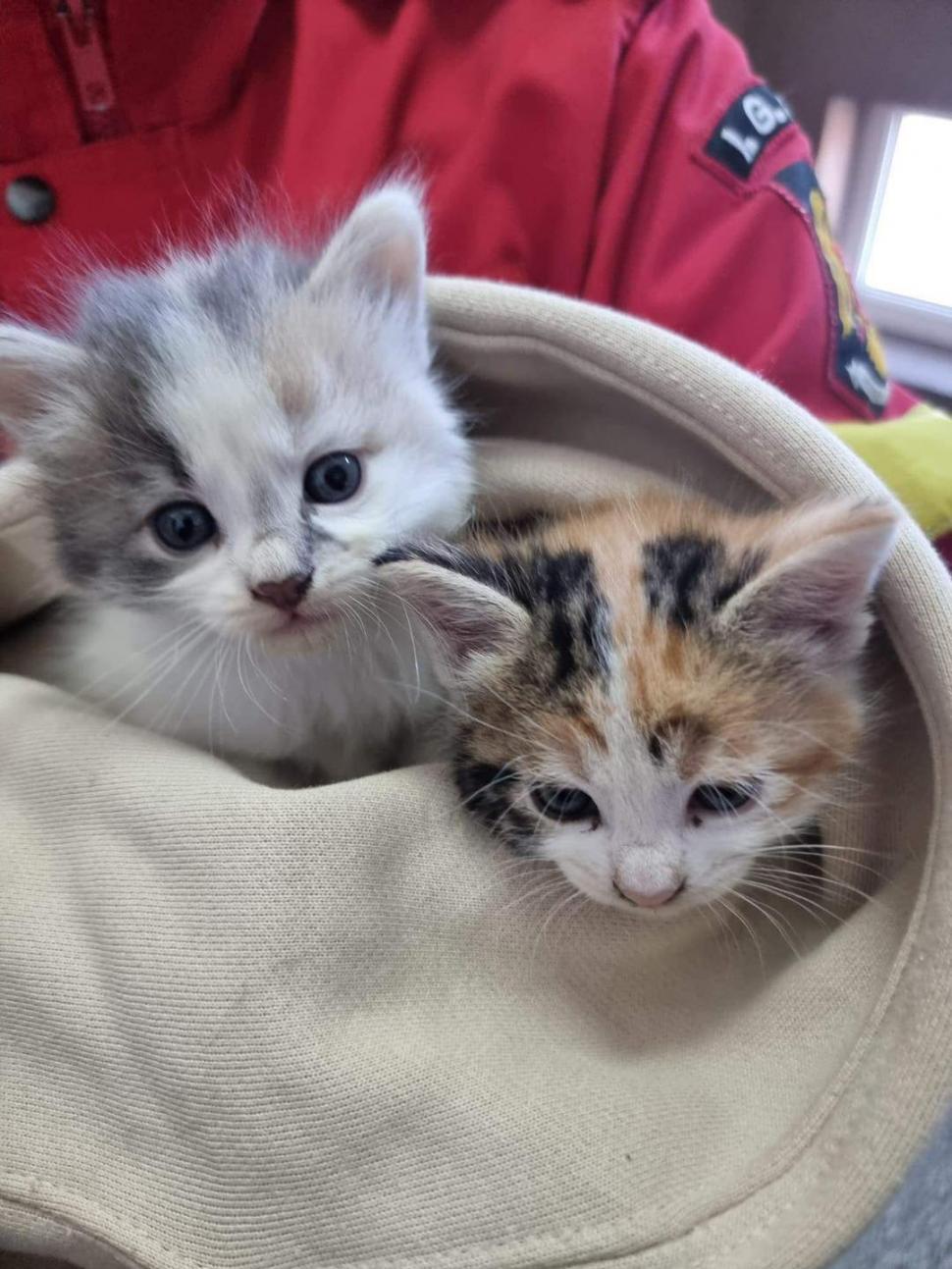 "Respect, oameni buni!". Doi pui de pisică, salvați de pompierii din Constanţa. Au rămas captivi în țevile de la subsolul unui bloc 902578