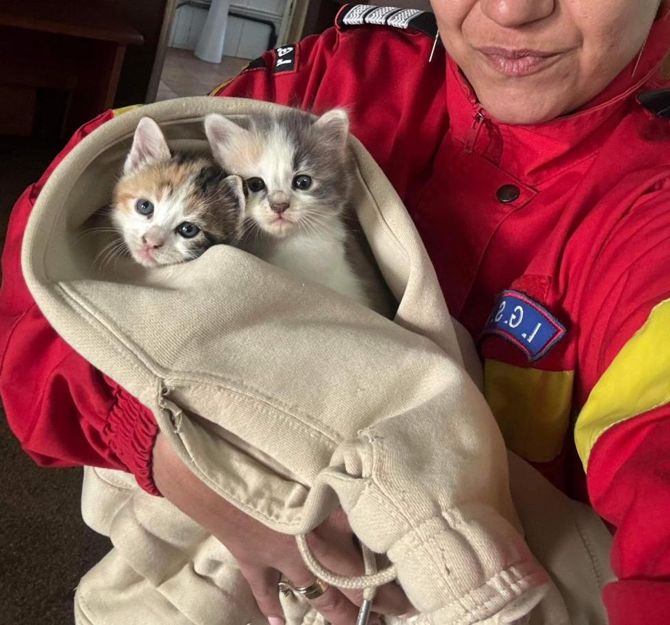 "Respect, oameni buni!". Doi pui de pisică, salvați de pompierii din Constanţa. Au rămas captivi în țevile de la subsolul unui bloc 902579