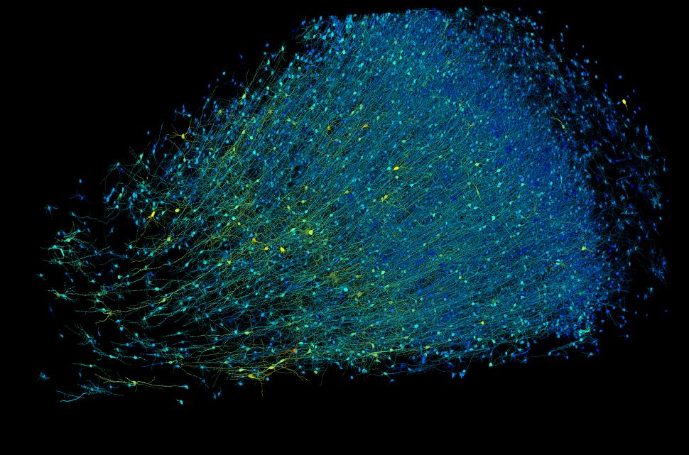 A fost dezvăluită cea mai detaliată hartă a creierului uman realizată vreodată. S-au folosit 300 de milioane de imagini 902620