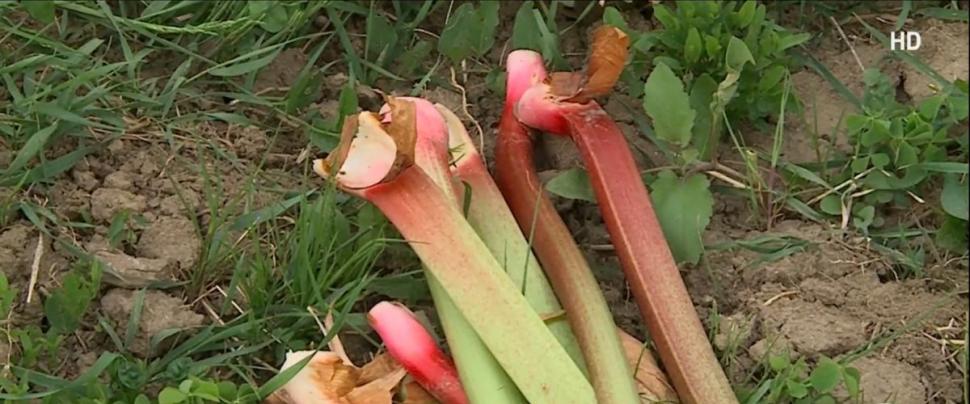 Afacerea de succes a unui român care cultivă planta ce l-a uimit pe Regele Charles. "Poate fi consumată ca atare sau făcută compot, gem, sos pentru mâncare" 902843