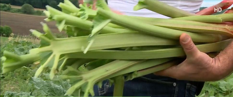 Afacerea de succes a unui român care cultivă planta ce l-a uimit pe Regele Charles. "Poate fi consumată ca atare sau făcută compot, gem, sos pentru mâncare" 902844