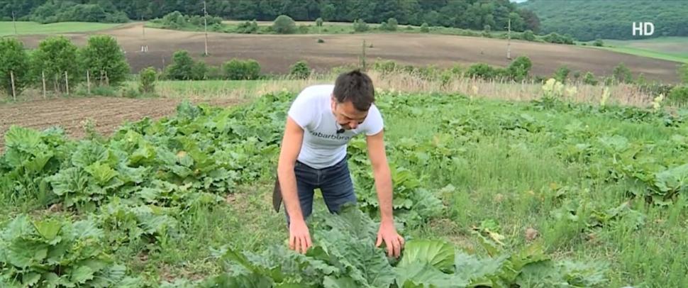 Afacerea de succes a unui român care cultivă planta ce l-a uimit pe Regele Charles. "Poate fi consumată ca atare sau făcută compot, gem, sos pentru mâncare" 902845