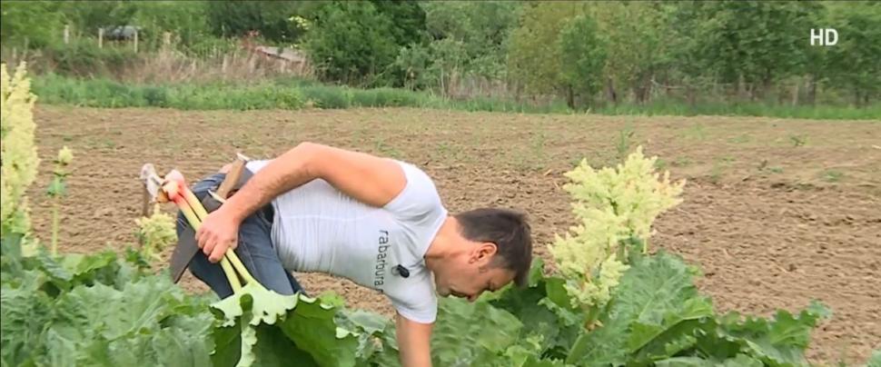 Afacerea de succes a unui român care cultivă planta ce l-a uimit pe Regele Charles. "Poate fi consumată ca atare sau făcută compot, gem, sos pentru mâncare" 902846