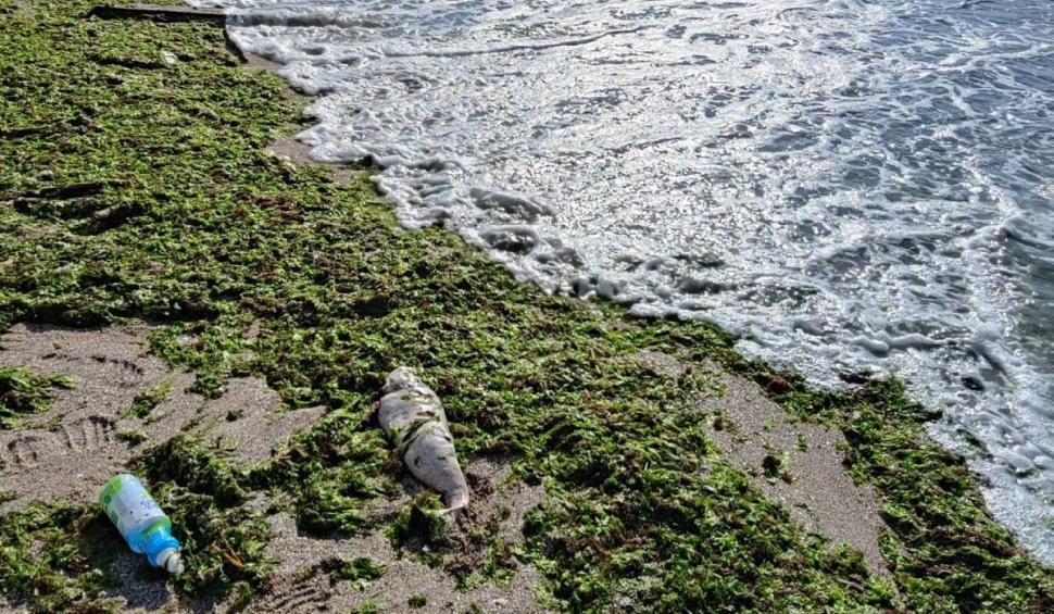 Fenomen îngrijorător la malul mării. Doi delfini morți au fost aduși de valuri la mal, în Mamaia Nord și la Constanța 903144