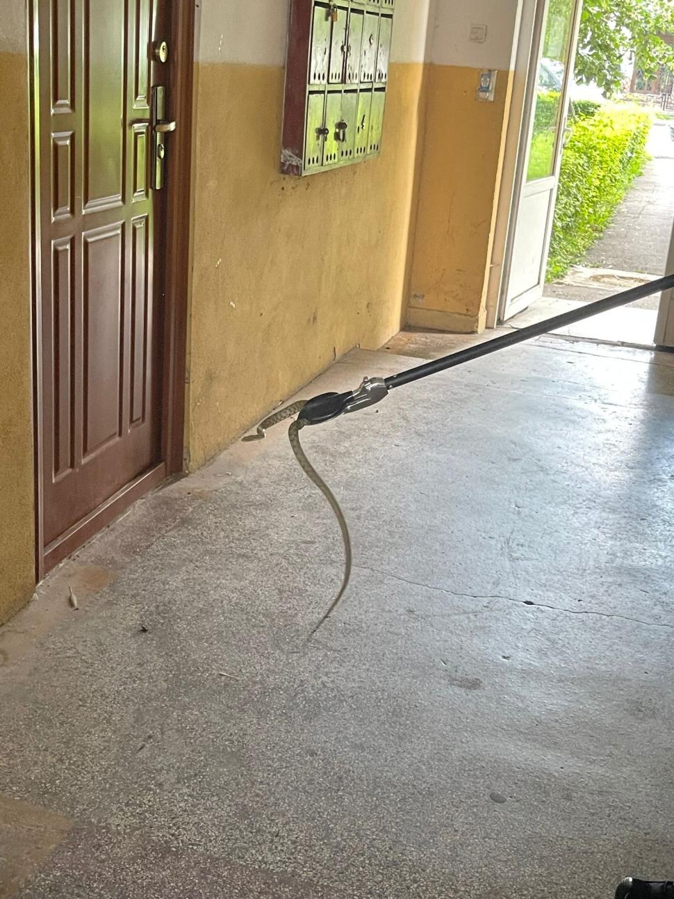 Şarpe agresiv în scara unui bloc din Târgu Jiu. Locatarii au sunat îngroziţi la 112 903240
