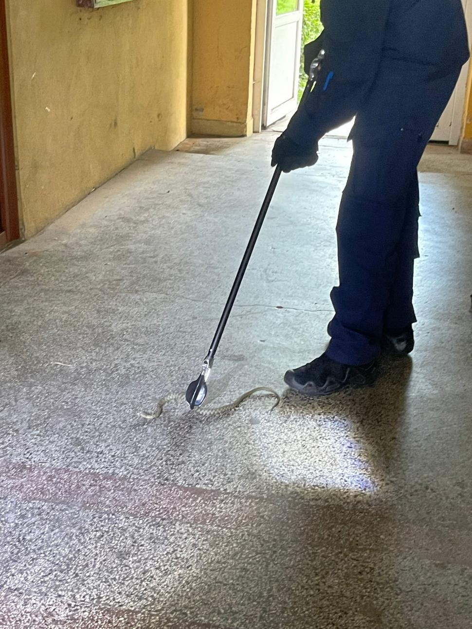 Şarpe agresiv în scara unui bloc din Târgu Jiu. Locatarii au sunat îngroziţi la 112 903241