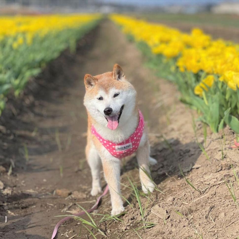 Kabosu, câinele celebru care a inspirat meme-ul "doge", a murit: "A plecat în liniște, ca și cum ar fi adormit" 903973