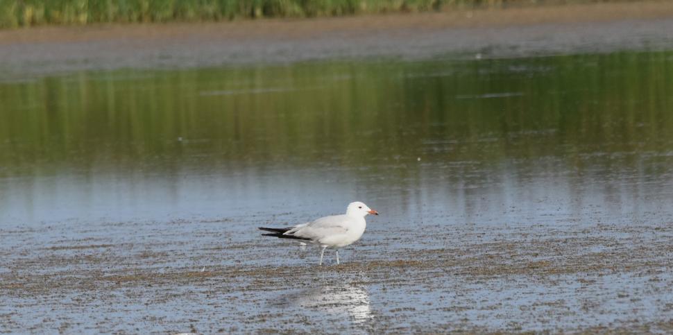 O nouă specie de pasăre a fost descoperită pe teritoriul României 904045