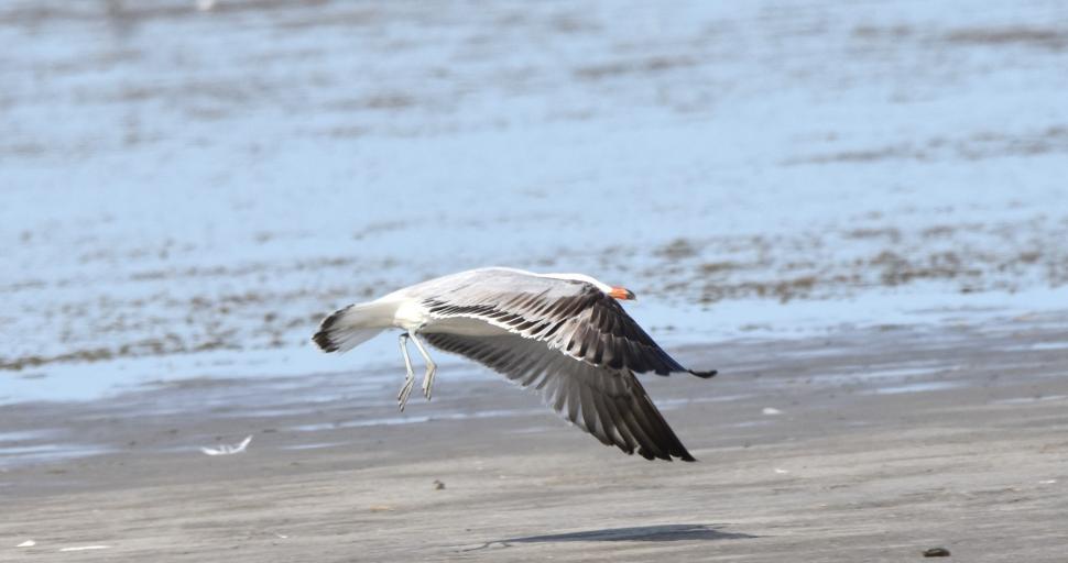 O nouă specie de pasăre a fost descoperită pe teritoriul României 904047