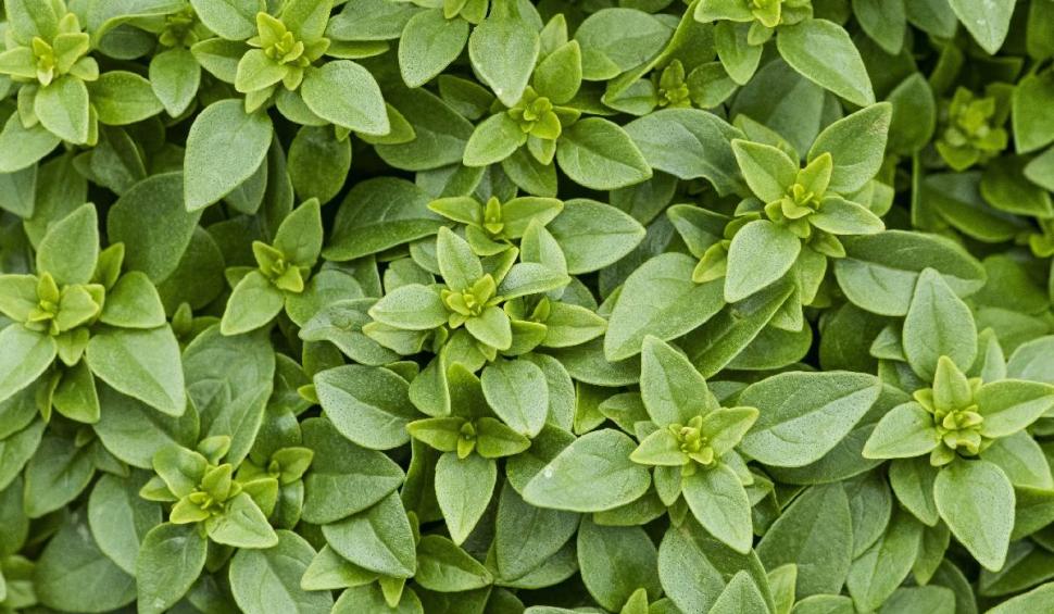 Planta care nu ar trebui să lipsească din nicio casă. Are proprietăți uimitoare și poate trata unele afecțiuni  903800