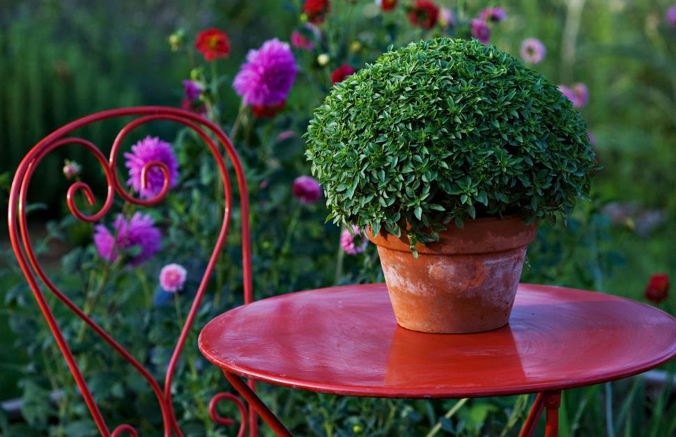 Planta care nu ar trebui să lipsească din nicio casă. Are proprietăți uimitoare și poate trata unele afecțiuni  903801