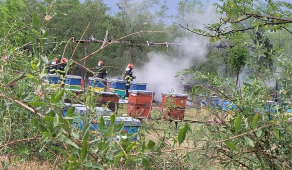Furtuna face prăpăd în Botoşani. O platformă apicolă cu 20 de stupi a luat foc, după ce a fost lovită de trăsnet 904599