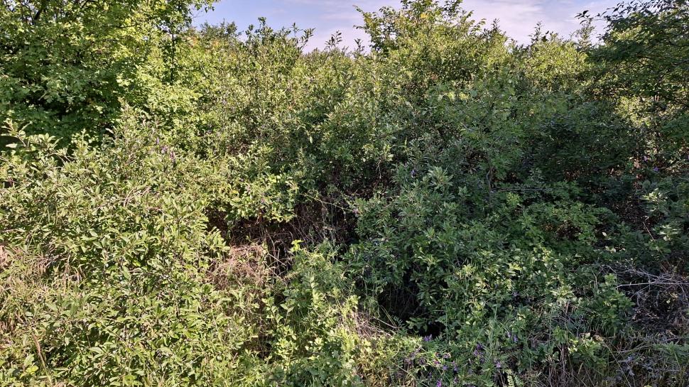 Cum a murit, de fapt, Raisa, fetiţa de doi ani dispărută în Dolj şi găsită moartă pe câmp 904523