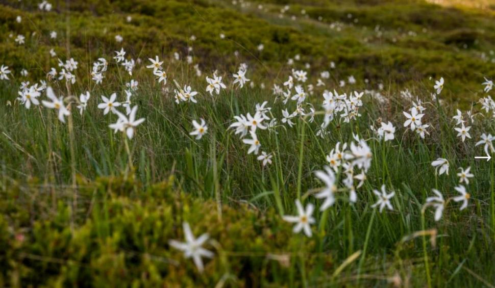 Imagini uimitoare cu "Muntele cu Narcise" din România. Locul e rupt din basme 904572