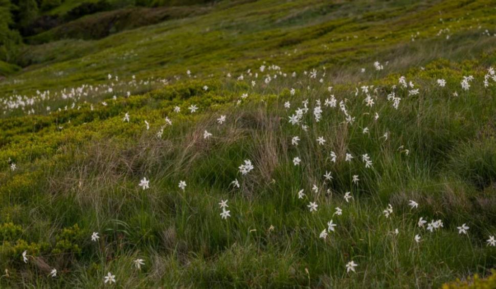 Imagini uimitoare cu "Muntele cu Narcise" din România. Locul e rupt din basme 904573