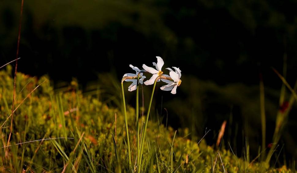 Imagini uimitoare cu "Muntele cu Narcise" din România. Locul e rupt din basme 904574