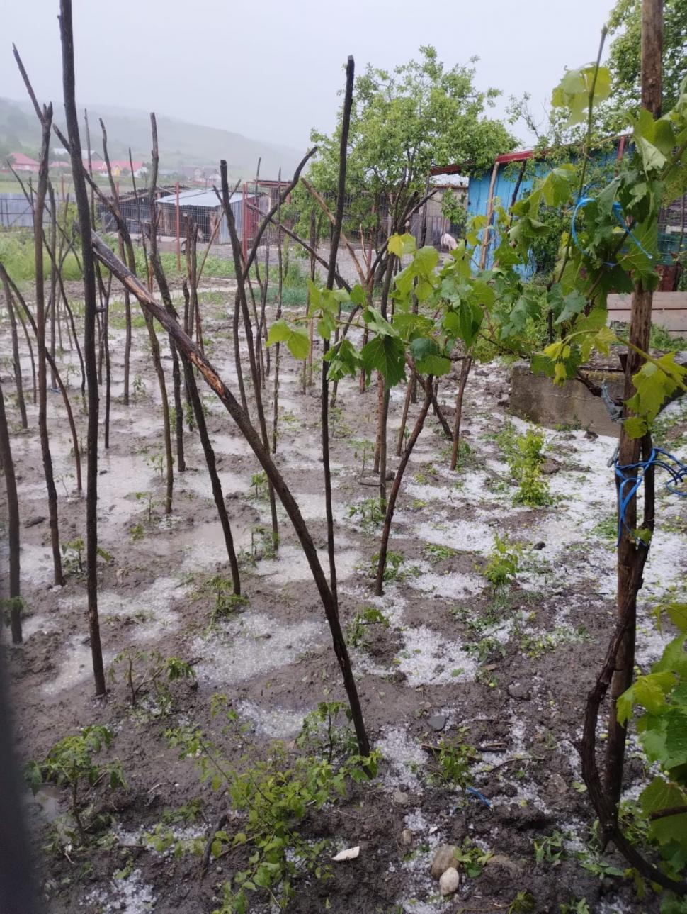 "Gheaţa cât cărămizile. Doamne fereşte!". Vremea rea a făcut ravagii | Zeci de gospodării şi culturi, distruse de grindină 904617