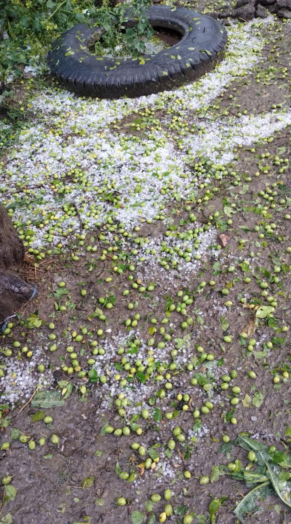"Gheaţa cât cărămizile. Doamne fereşte!". Vremea rea a făcut ravagii | Zeci de gospodării şi culturi, distruse de grindină 904618