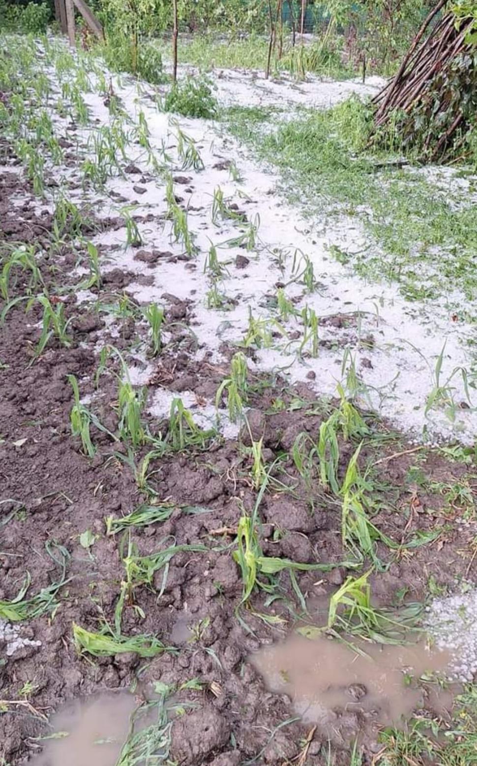 "Gheaţa cât cărămizile. Doamne fereşte!". Vremea rea a făcut ravagii | Zeci de gospodării şi culturi, distruse de grindină 904619