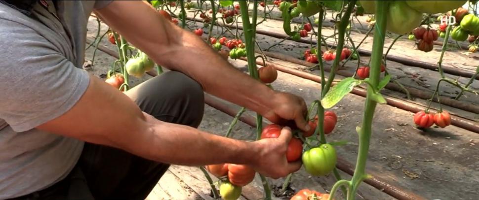 Românul din Tomşani care reuşeşte să producă roşii de o jumătate de kilogram, fără chimicale. "Are 500-600 de grame o tomată" 905300