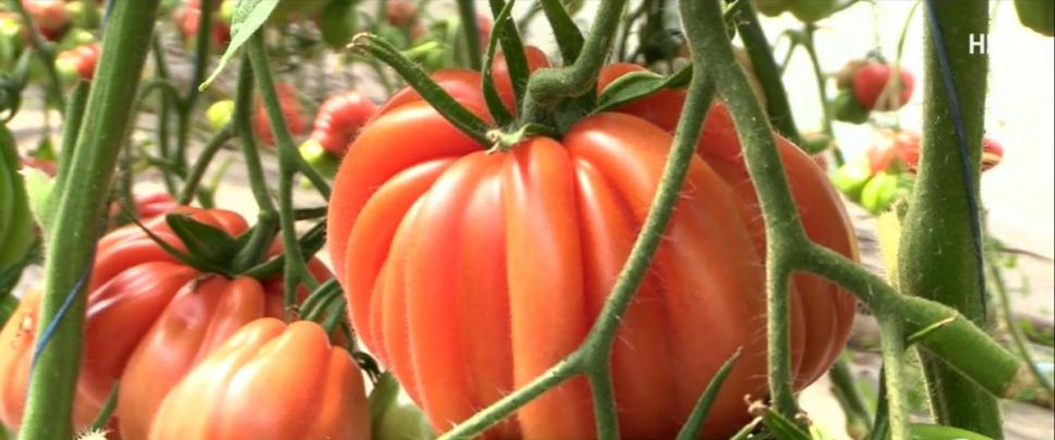 Românul din Tomşani care reuşeşte să producă roşii de o jumătate de kilogram, fără chimicale. "Are 500-600 de grame o tomată" 905301