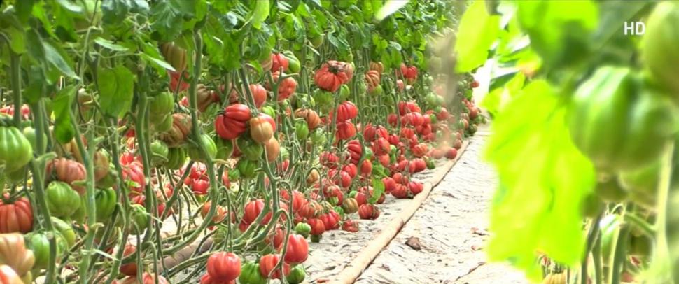 Românul din Tomşani care reuşeşte să producă roşii de o jumătate de kilogram, fără chimicale. "Are 500-600 de grame o tomată" 905302