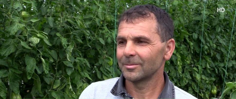 Românul din Tomşani care reuşeşte să producă roşii de o jumătate de kilogram, fără chimicale. "Are 500-600 de grame o tomată" 905305