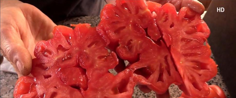 Românul din Tomşani care reuşeşte să producă roşii de o jumătate de kilogram, fără chimicale. "Are 500-600 de grame o tomată" 905306