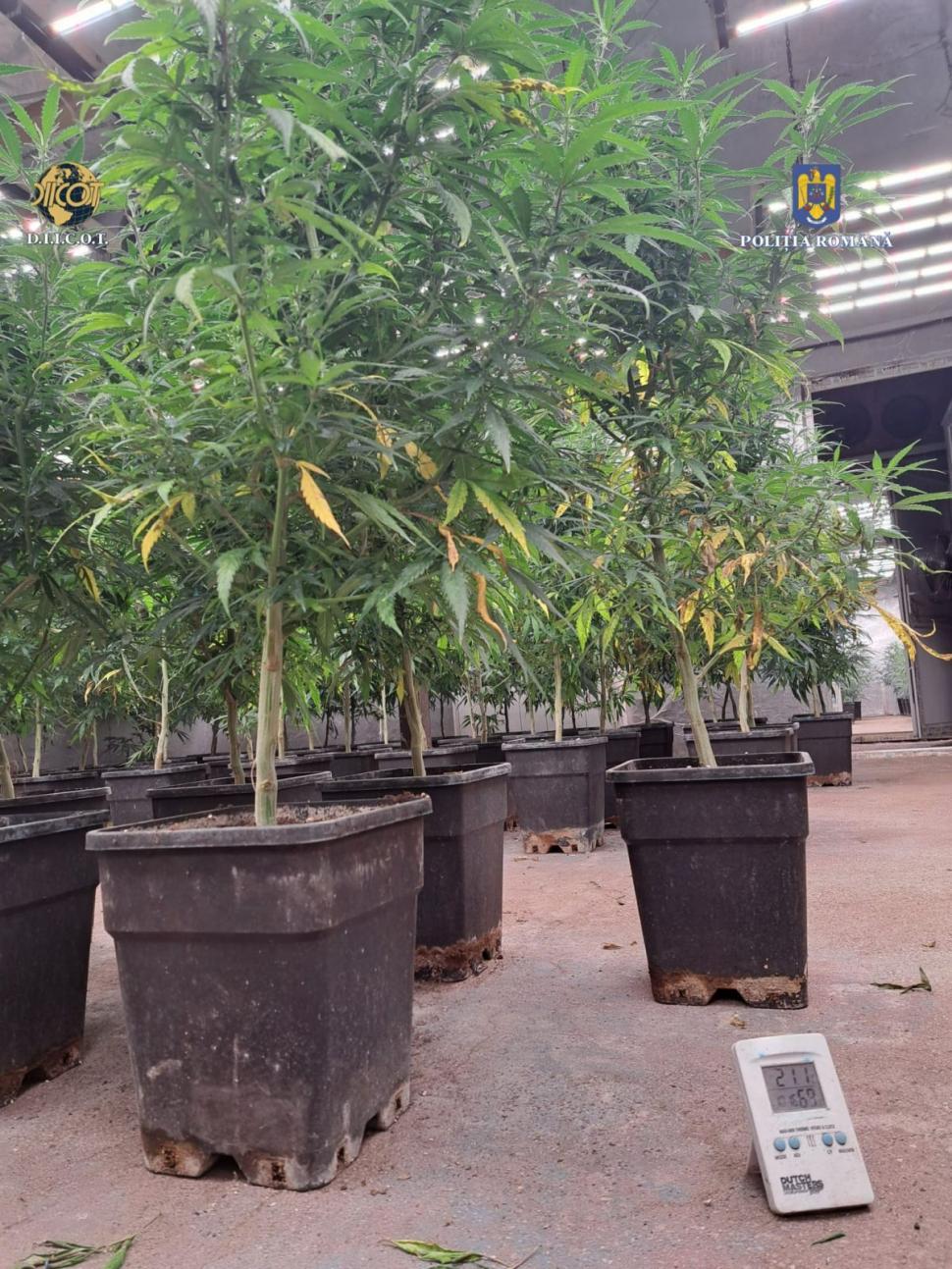 Descinderi DIICOT la gruparea de traficanţi "Iarbă dulce". Şase plantaţii de canabis, descoperite în Dâmboviţa 905421