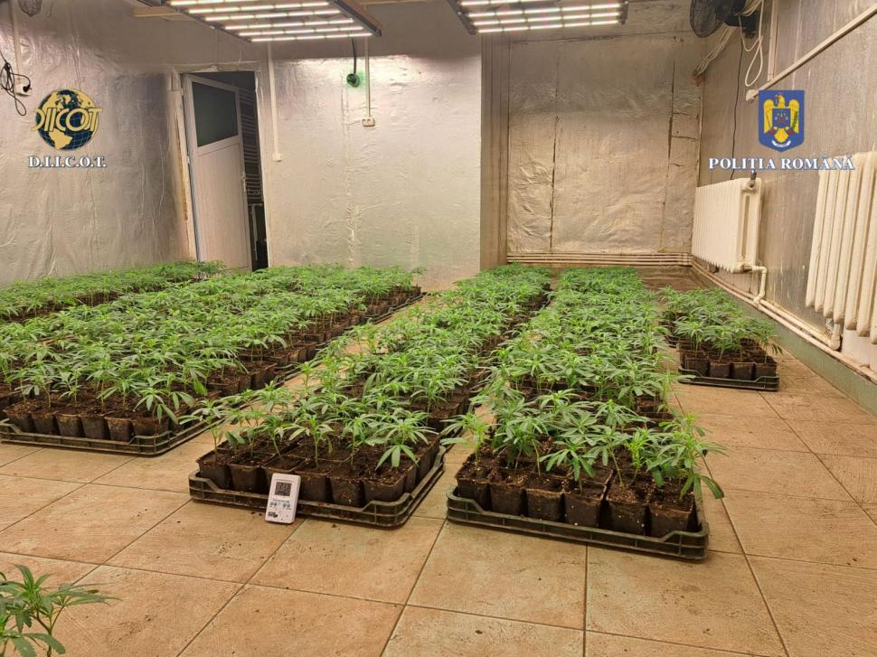 Descinderi DIICOT la gruparea de traficanţi "Iarbă dulce". Şase plantaţii de canabis, descoperite în Dâmboviţa 905422