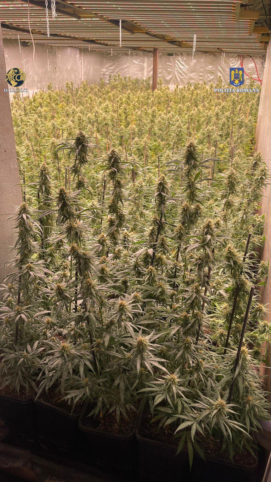 Descinderi DIICOT la gruparea de traficanţi "Iarbă dulce". Şase plantaţii de canabis, descoperite în Dâmboviţa 905425