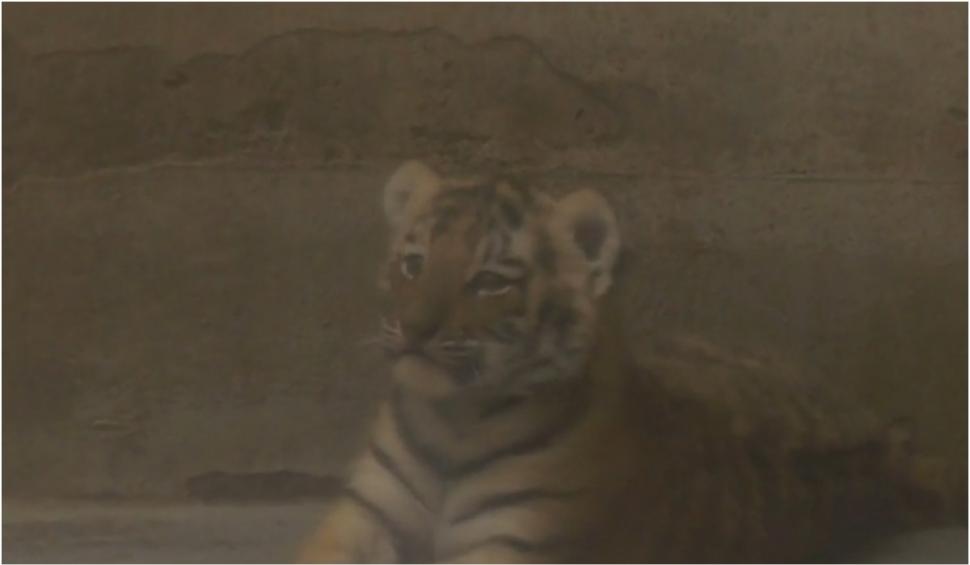Doi pui de tigru siberian, specie pe cale de dispariție, s-au născut la Grădina Zoologică Oradea 907999