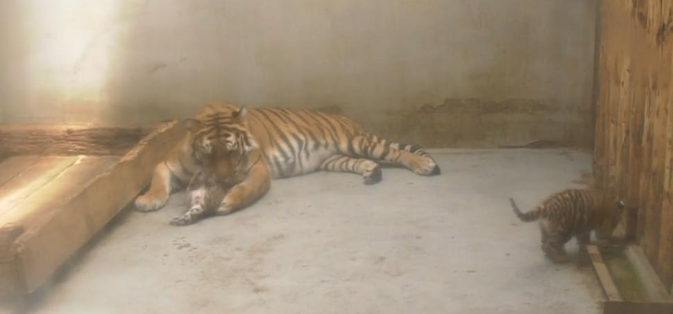 Doi pui de tigru siberian, specie pe cale de dispariție, s-au născut la Grădina Zoologică Oradea 908023