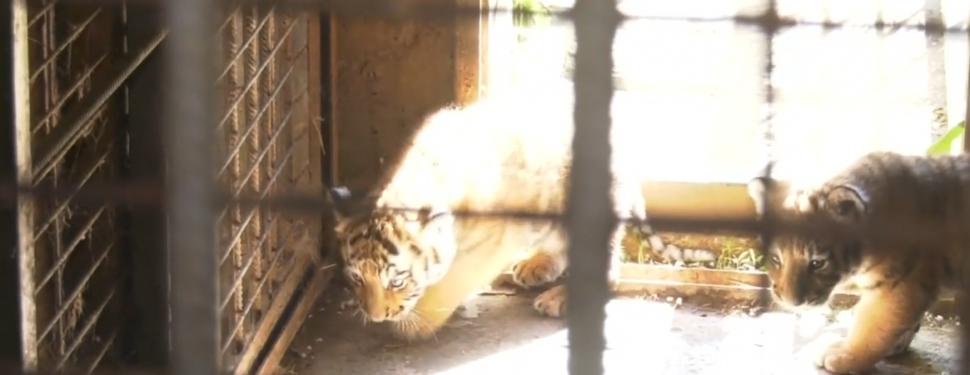 Doi pui de tigru siberian, specie pe cale de dispariție, s-au născut la Grădina Zoologică Oradea 908024