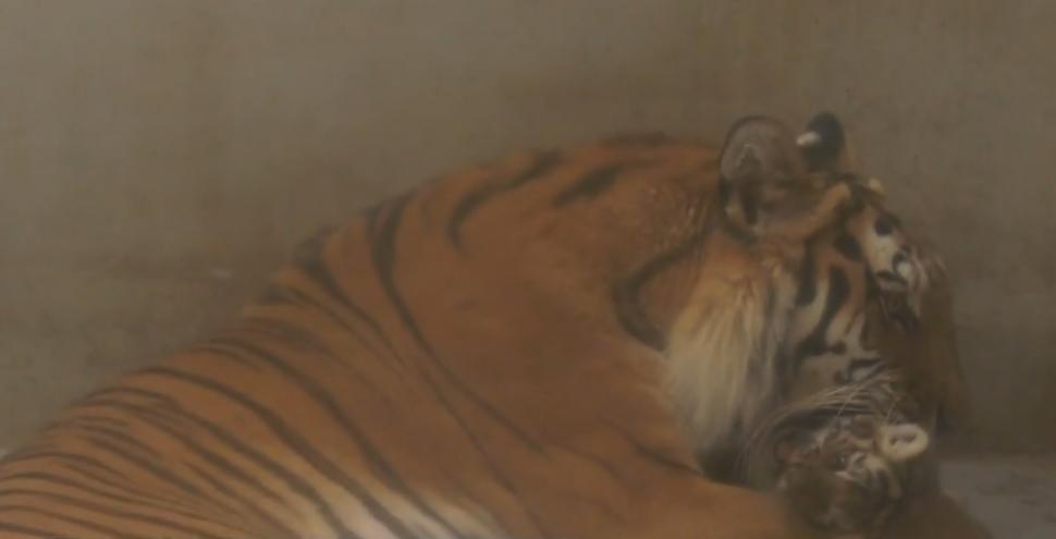 Doi pui de tigru siberian, specie pe cale de dispariție, s-au născut la Grădina Zoologică Oradea 908026