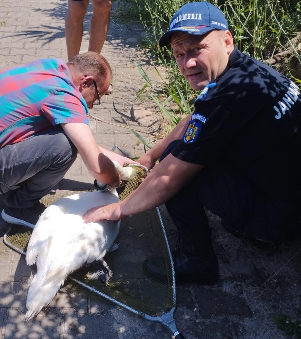 O lebădă cu pui, care se agăţase într-un cârlig de pescuit pe Lacul Neptun, a fost salvată de jandarmi 908527