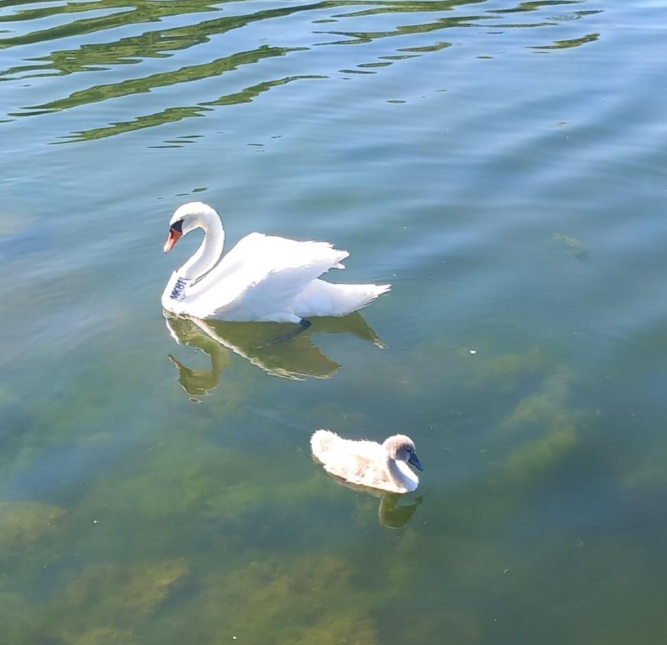 O lebădă cu pui, care se agăţase într-un cârlig de pescuit pe Lacul Neptun, a fost salvată de jandarmi 908528