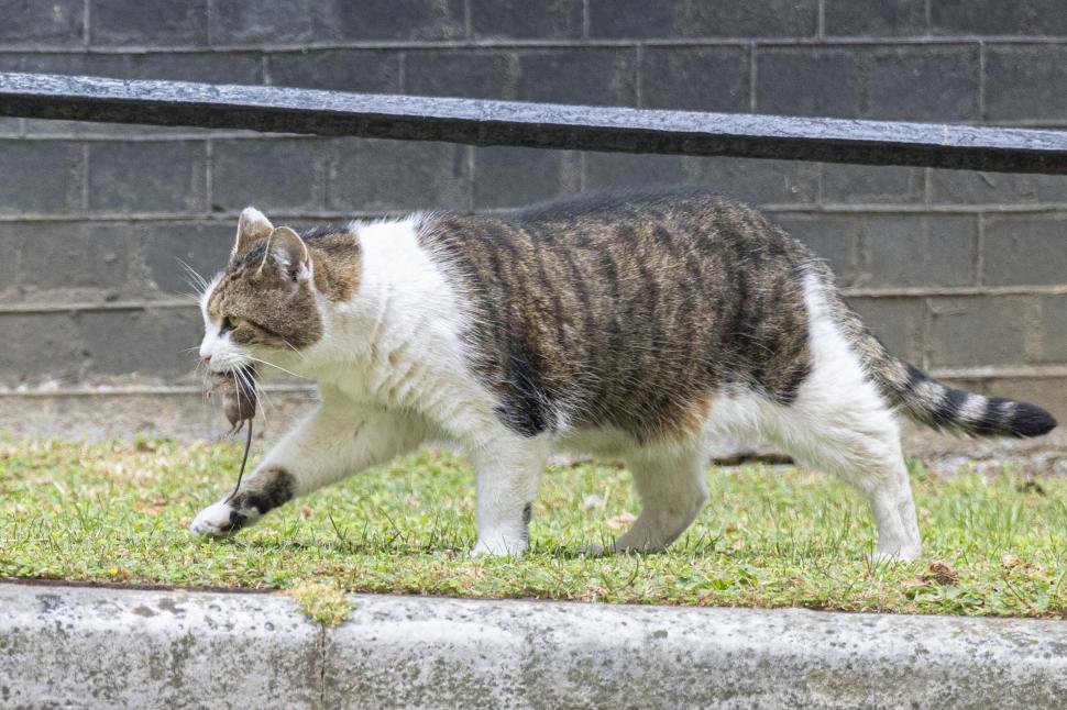 „Eu sunt cel care conduce aici”. Motanul Larry se pregătește pentru un nou colocatar în Downing Street 10 909668