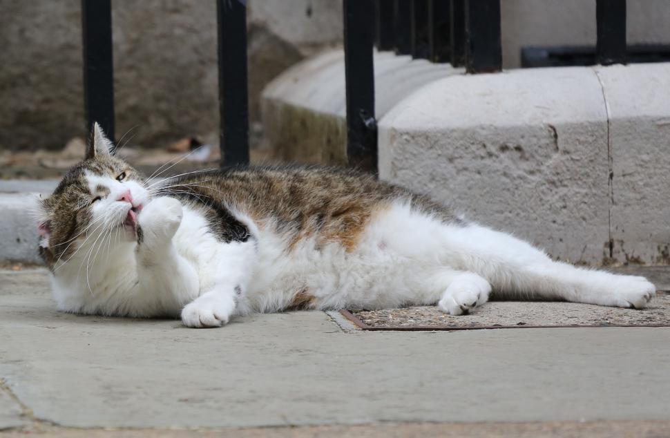 „Eu sunt cel care conduce aici”. Motanul Larry se pregătește pentru un nou colocatar în Downing Street 10 909669