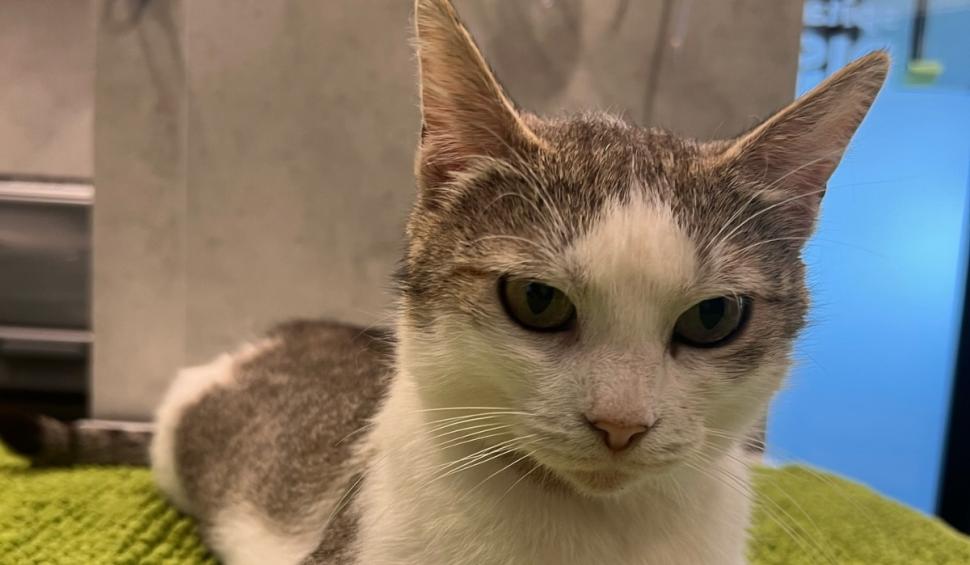 "Pe ea nu a mai vrut-o nimeni". Miţi, pisica din Iaşi, care a mers singură la spital să îşi nască puii, caută un stăpân 910141