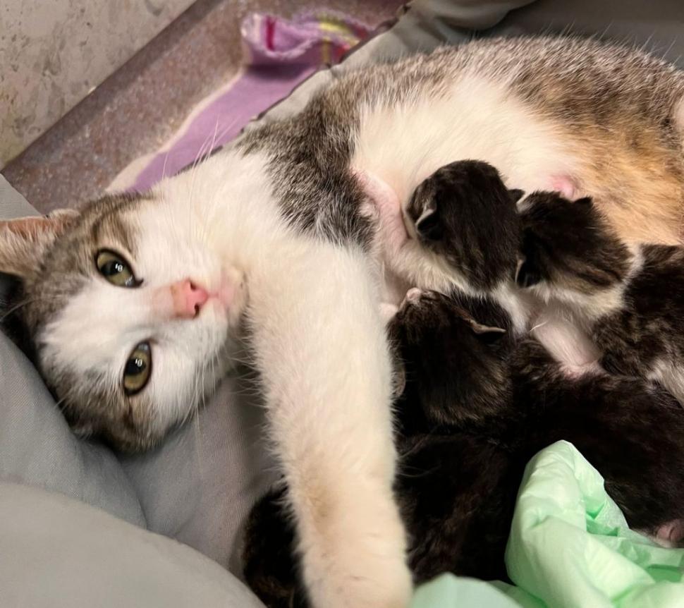 "Pe ea nu a mai vrut-o nimeni". Miţi, pisica din Iaşi, care a mers singură la spital să îşi nască puii, caută un stăpân 910143