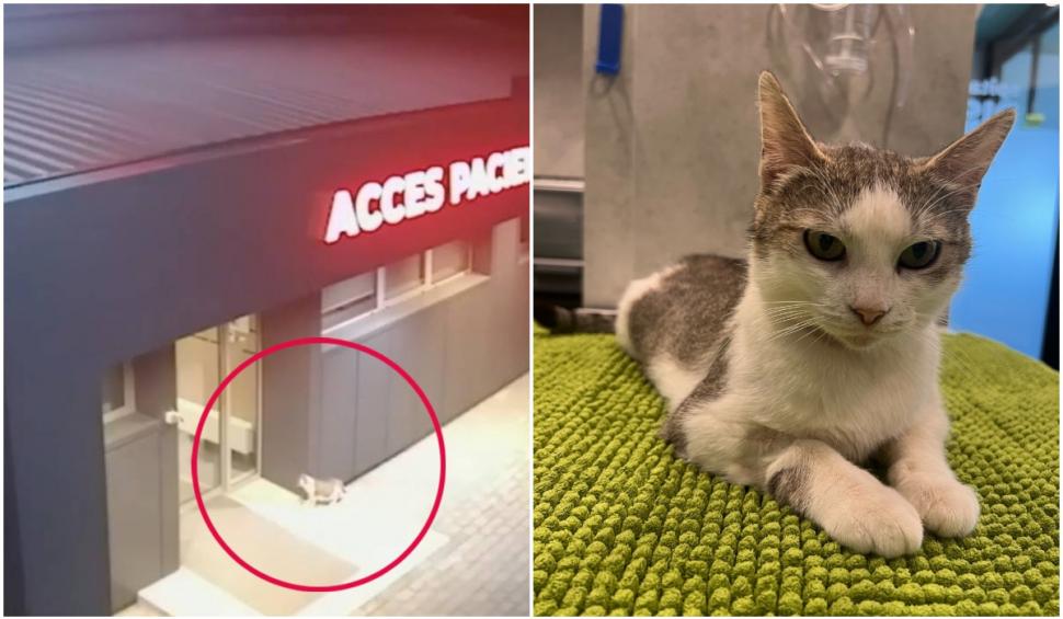 "Pe ea nu a mai vrut-o nimeni". Miţi, pisica din Iaşi, care a mers singură la spital să îşi nască puii, caută un stăpân 910144