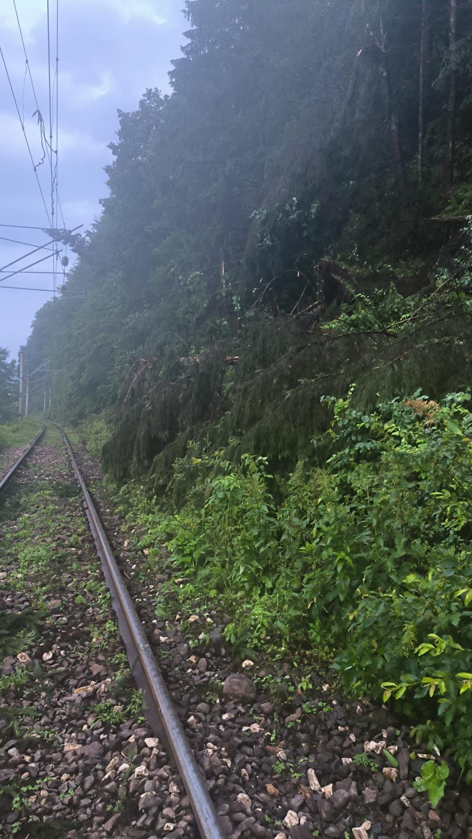 VIDEO Maramureșul, devastat de furtuni: Un bărbat a murit lovit de fulger. O pădure a fost doborâtă de vânt 910529