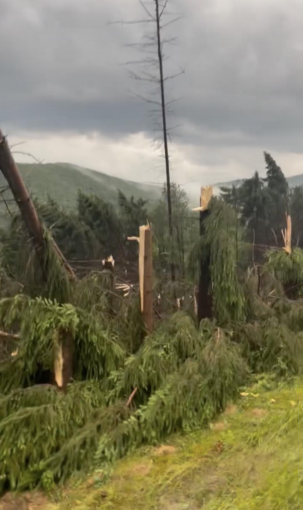 VIDEO Maramureșul, devastat de furtuni: Un bărbat a murit lovit de fulger. O pădure a fost doborâtă de vânt 910532