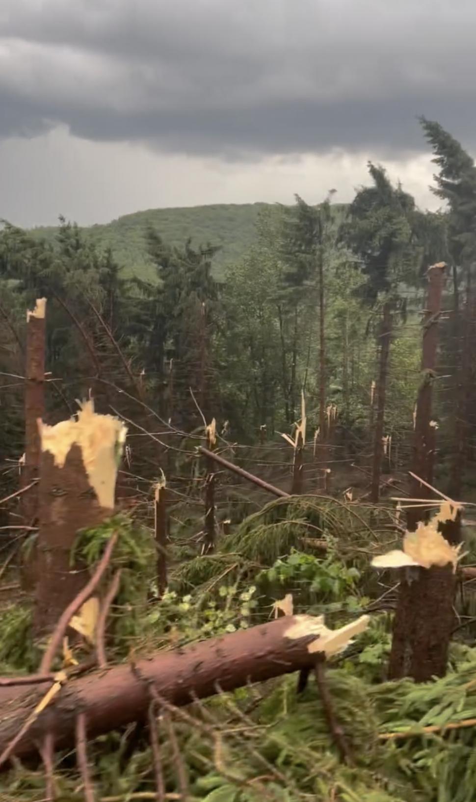 VIDEO Maramureșul, devastat de furtuni: Un bărbat a murit lovit de fulger. O pădure a fost doborâtă de vânt 910533