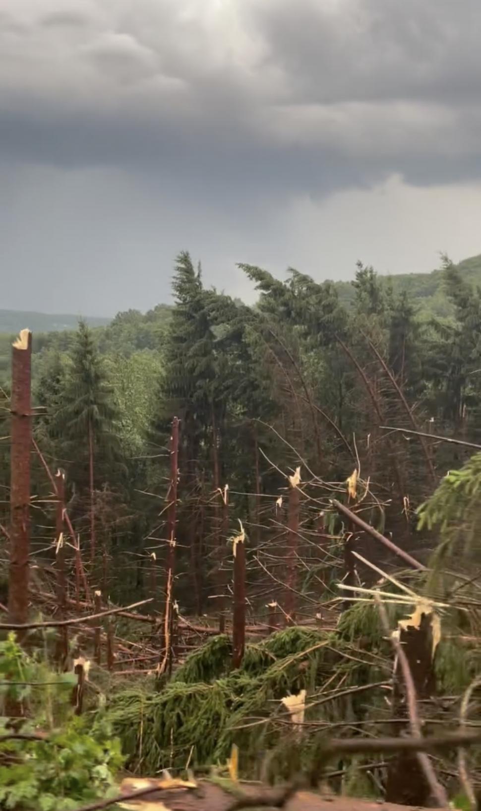 VIDEO Maramureșul, devastat de furtuni: Un bărbat a murit lovit de fulger. O pădure a fost doborâtă de vânt 910534