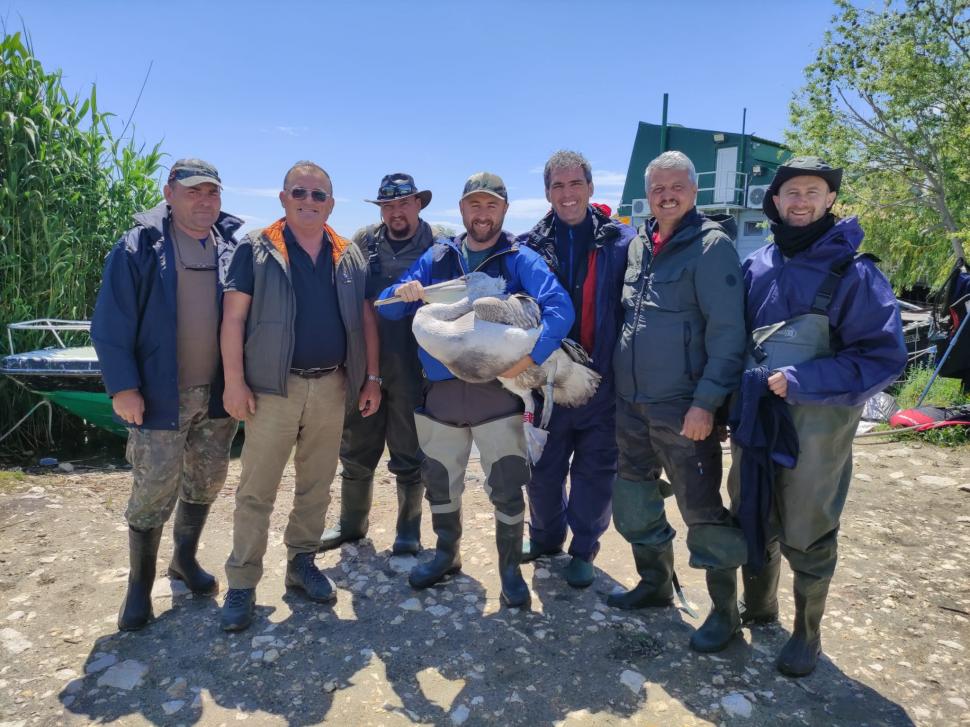 Mai mulţi pelicani creţi au fost echipaţi cu transmiţătoare GPS-GSM în Delta Dunării 910948